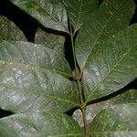 Protium stevensonii Leaf