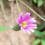 Onoseris alata Flower