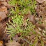 Lycopodium complanatum Fuelha