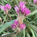 Gomphrena globosaBlomma