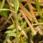 Stellaria alsine Folha