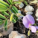 Tephrosia cinerea Virág