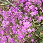 Spergularia purpurea Blüte