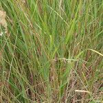 Achnatherum calamagrostis Blatt
