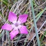 Dianthus seguieriFiore