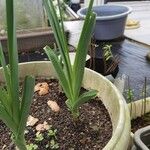 Allium sativum Leaf