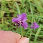 Dichopogon strictus Flower