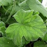 Pelargonium tomentosum Hoja