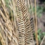 Agropyron cristatum 花