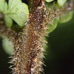 Triplophyllum pilosissimum 其他