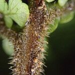 Triplophyllum pilosissimum Arall