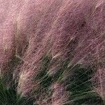 Muhlenbergia capillaris Лист