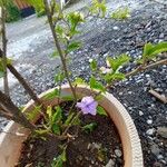 Brunfelsia uniflora Flower