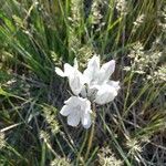 Triteleia grandiflora Blüte