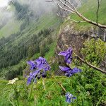 Aquilegia alpina Kwiat