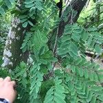 Diphysa americana ᱥᱟᱠᱟᱢ