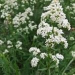 Galium borealeBlomst