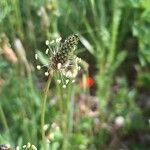 Plantago lanceolata Květ