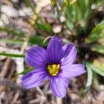 Sisyrinchium montanum Floro