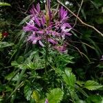 Cleome spinosa Blomst