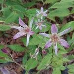 Tricyrtis formosana Flor