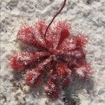 Drosera brevifolia Ліст