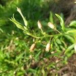 Nicotiana plumbaginifolia Ffrwyth
