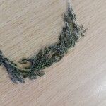 Sporobolus fimbriatus Λουλούδι