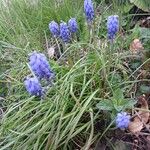 Muscari armeniacum Buveinė