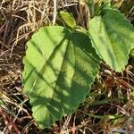 Hibiscus lunariifolius Folha