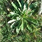 Oenothera biennis Leaf