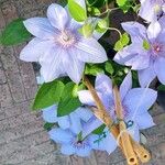 Clematis patensFlower