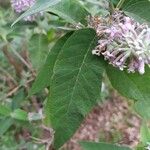 Buddleja officinalis Folha