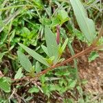Catharanthus lanceus Leaf