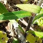 Erigeron acris Leaf