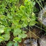 Cardamine asarifolia Likasa