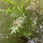 Acrostichum danaeifolium Blatt