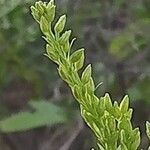 Solidago chilensis ᱵᱟᱦᱟ