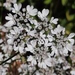 Coriandrum sativum Fleur