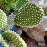 Opuntia microdasysList