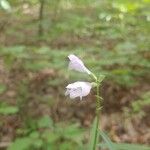 Scutellaria integrifolia 花