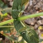 Verbascum cheiranthifolium Fuelha