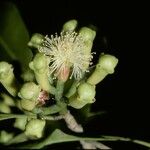 Syzygium aromaticum Цветок