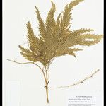 Selaginella parkeri Лист