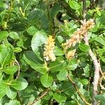 Salix waldsteiniana Blodyn