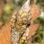 Quercus pontica Bark