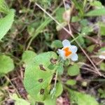 Linaria reflexa ফুল