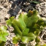 Quercus agrifolia Hoja