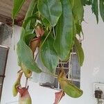 Nepenthes spp. Other