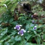 Viola hederacea फूल